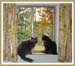 Cats and Curtains